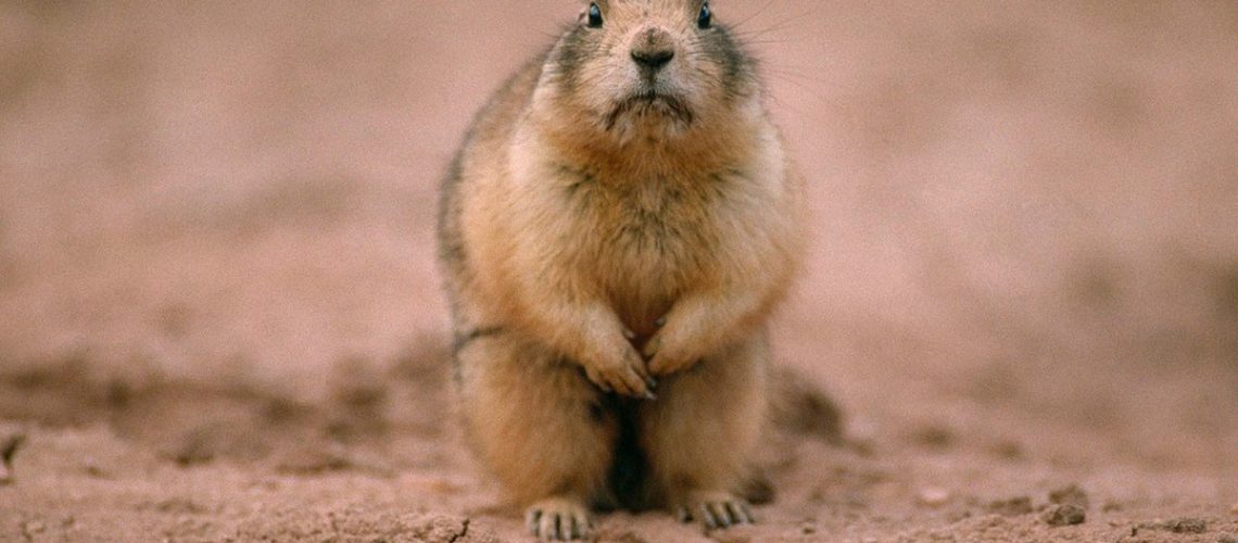 utah-prairie-dog